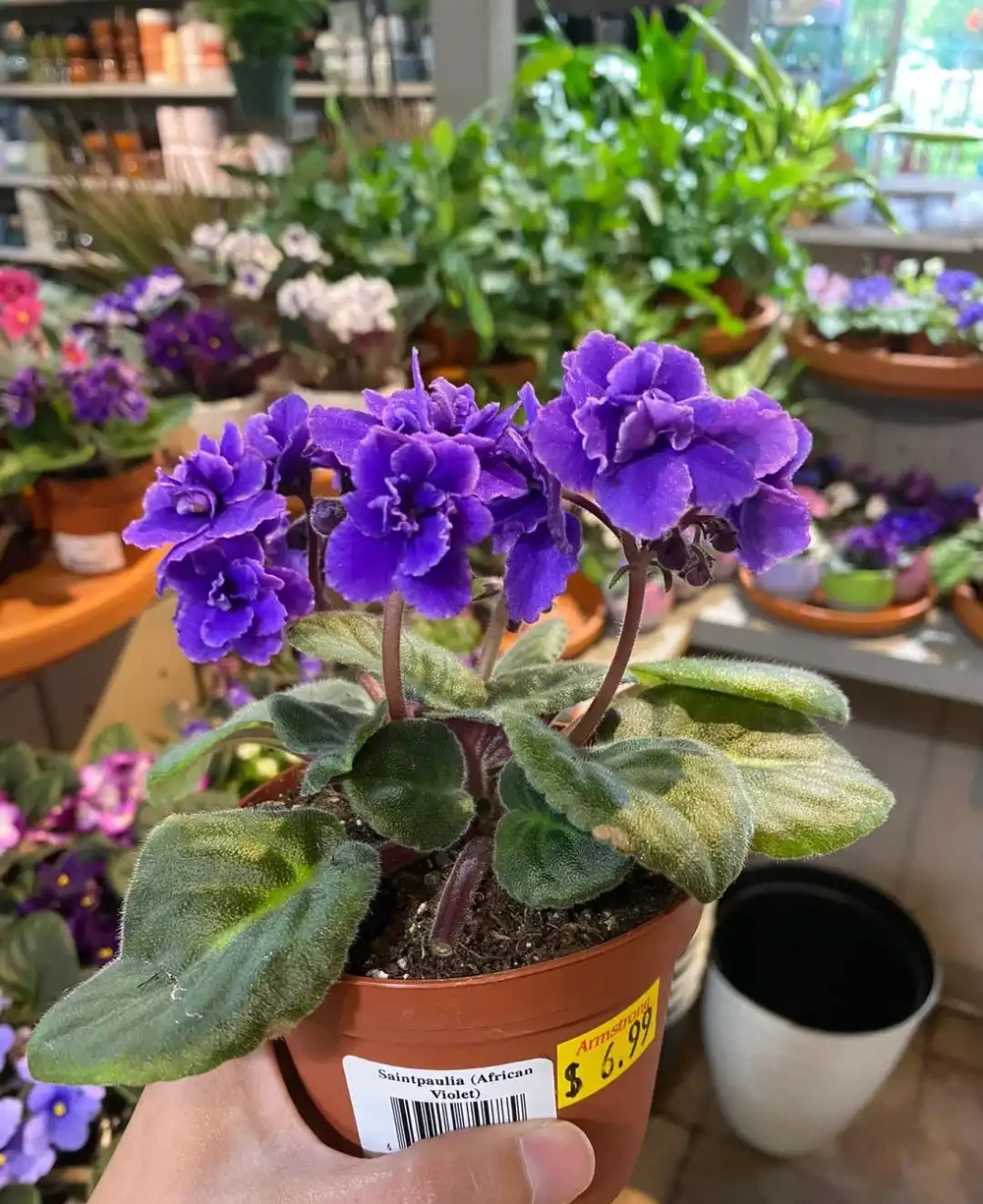 10種「喜陰花」,不能「曬大太陽」,曬一盆蔫一盆!
