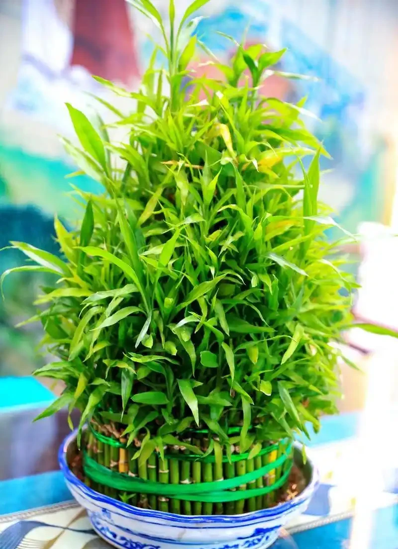 10種「喜陰花」,不能「曬大太陽」,曬一盆蔫一盆!