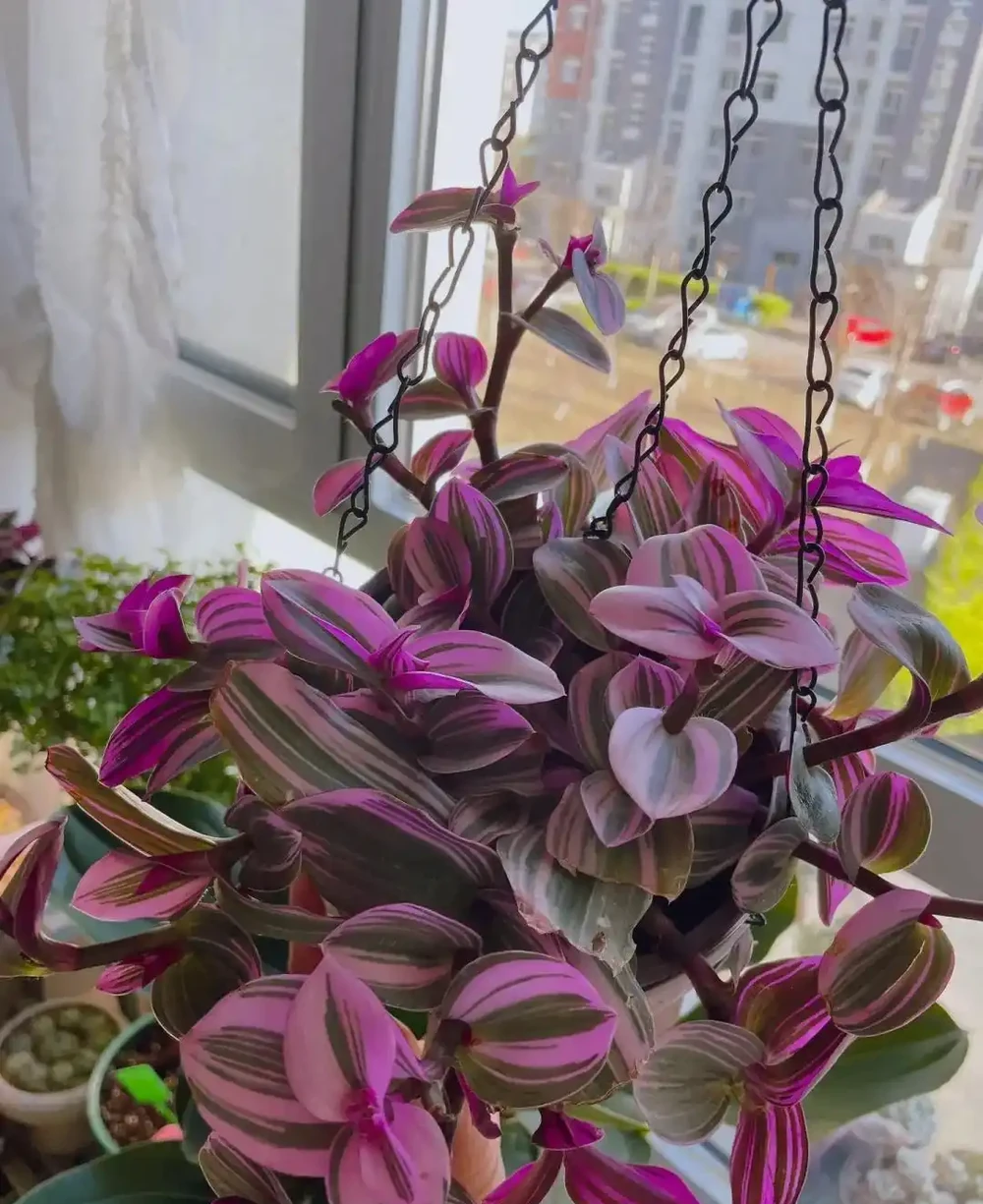 10種「喜陰花」,不能「曬大太陽」,曬一盆蔫一盆!