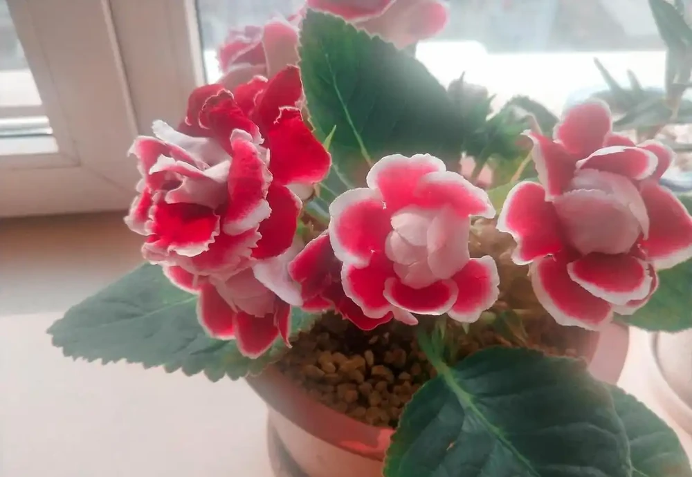 10種「喜陰花」,不能「曬大太陽」,曬一盆蔫一盆!