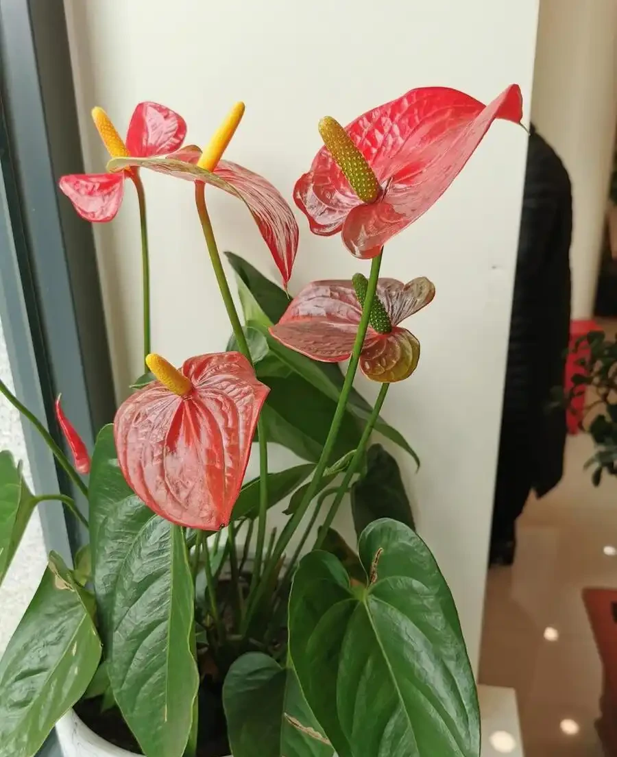 10種「喜陰花」,不能「曬大太陽」,曬一盆蔫一盆!
