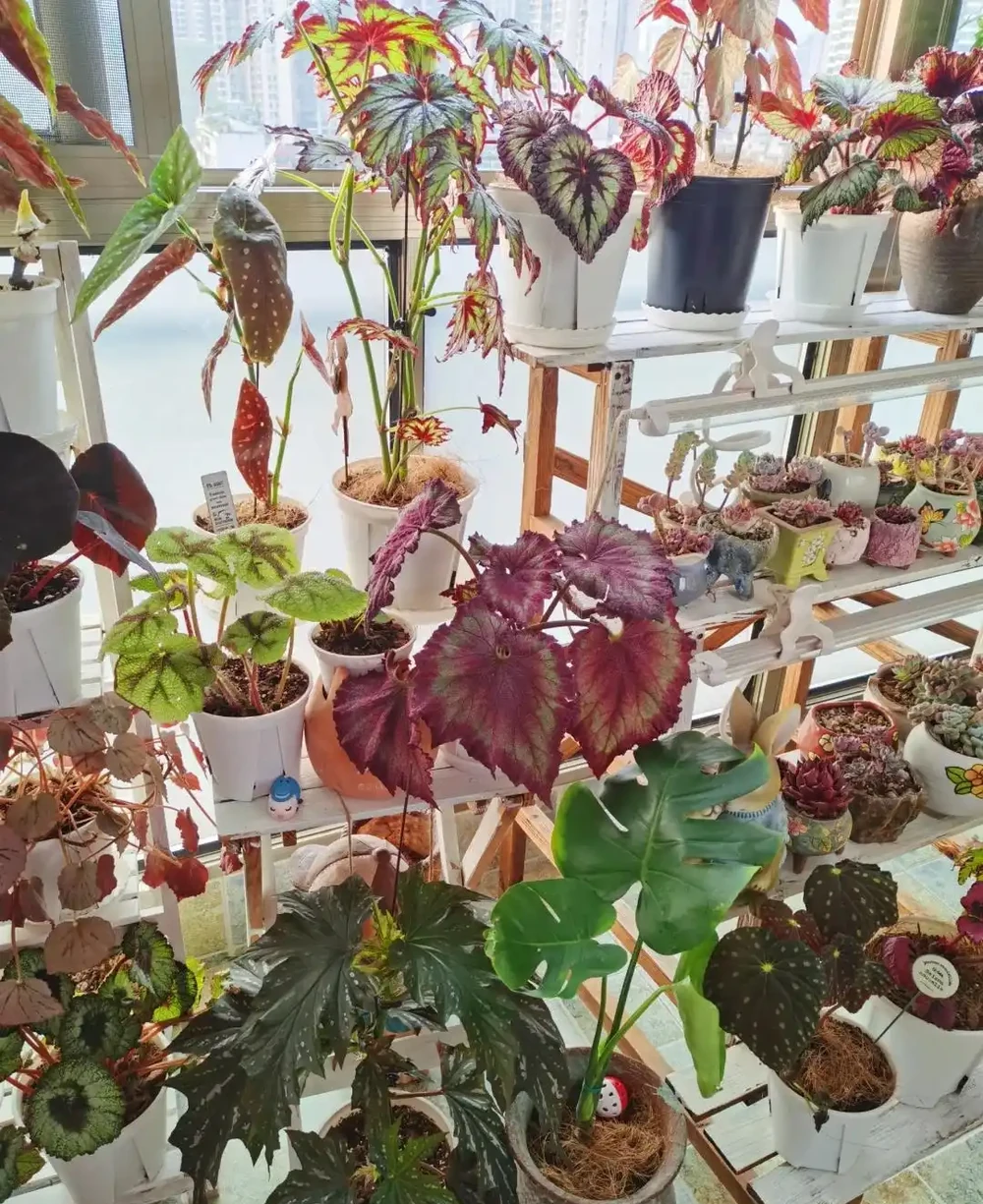 10種「喜陰花」,不能「曬大太陽」,曬一盆蔫一盆!