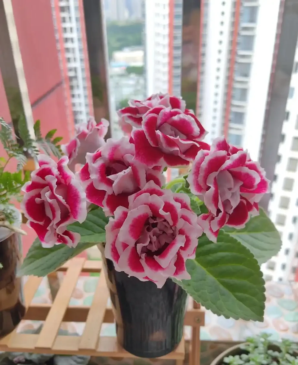 10種「喜陰花」,不能「曬大太陽」,曬一盆蔫一盆!