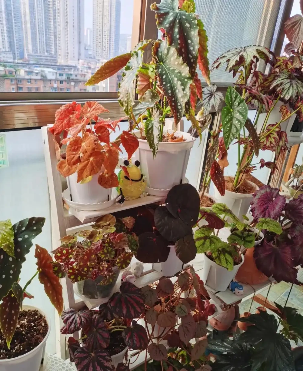 10種「喜陰花」,不能「曬大太陽」,曬一盆蔫一盆!
