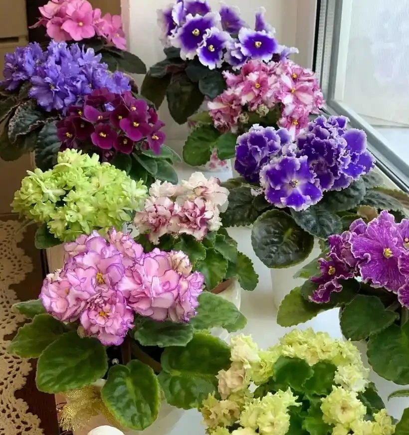 10種「喜陰花」,不能「曬大太陽」,曬一盆蔫一盆!