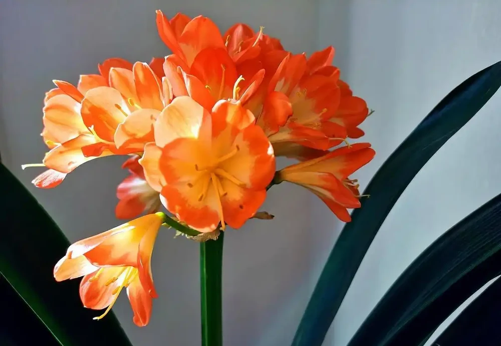 10種「喜陰花」,不能「曬大太陽」,曬一盆蔫一盆!