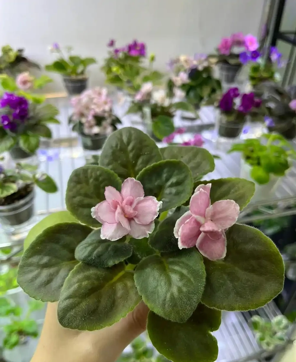 10種「喜陰花」,不能「曬大太陽」,曬一盆蔫一盆!