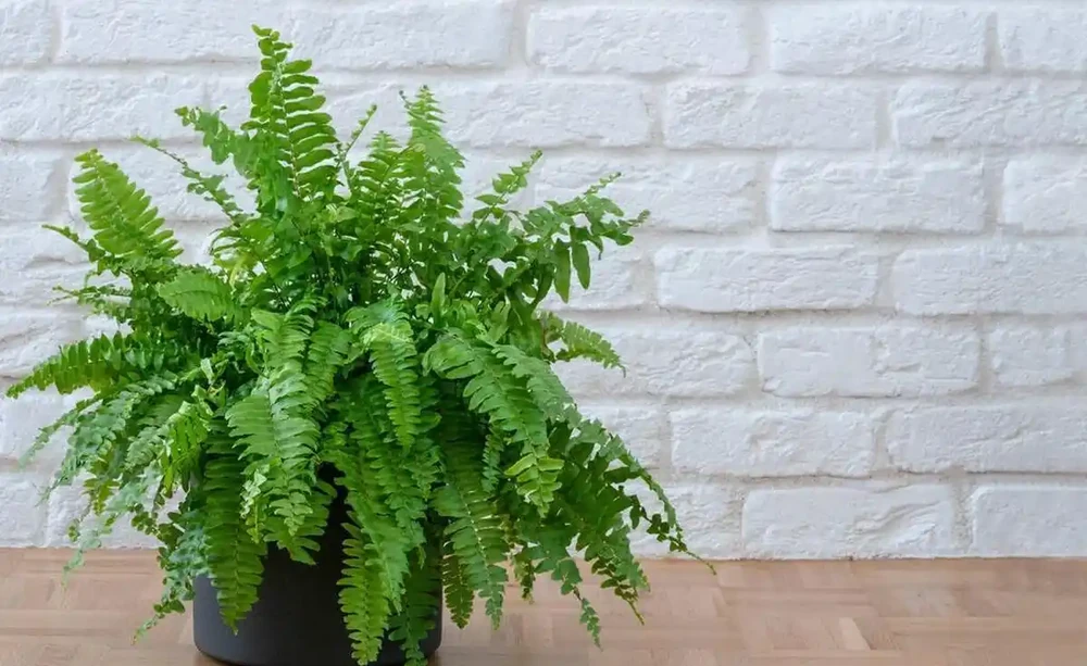 10種「喜陰花」,不能「曬大太陽」,曬一盆蔫一盆!