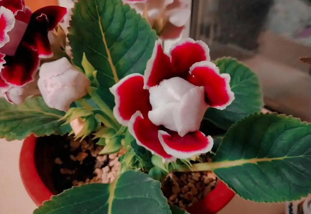 10種「喜陰花」,不能「曬大太陽」,曬一盆蔫一盆!
