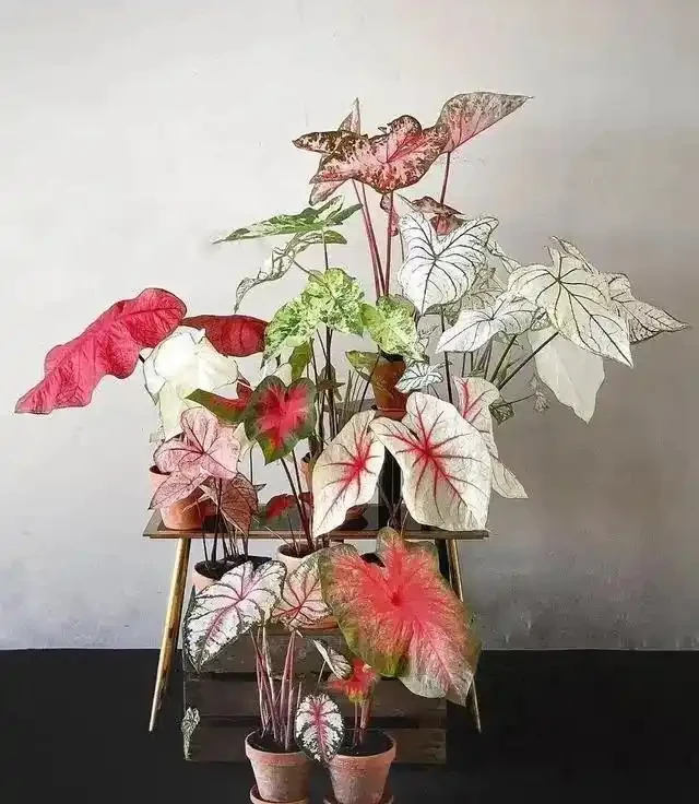 10種「喜陰花」,不能「曬大太陽」,曬一盆蔫一盆!