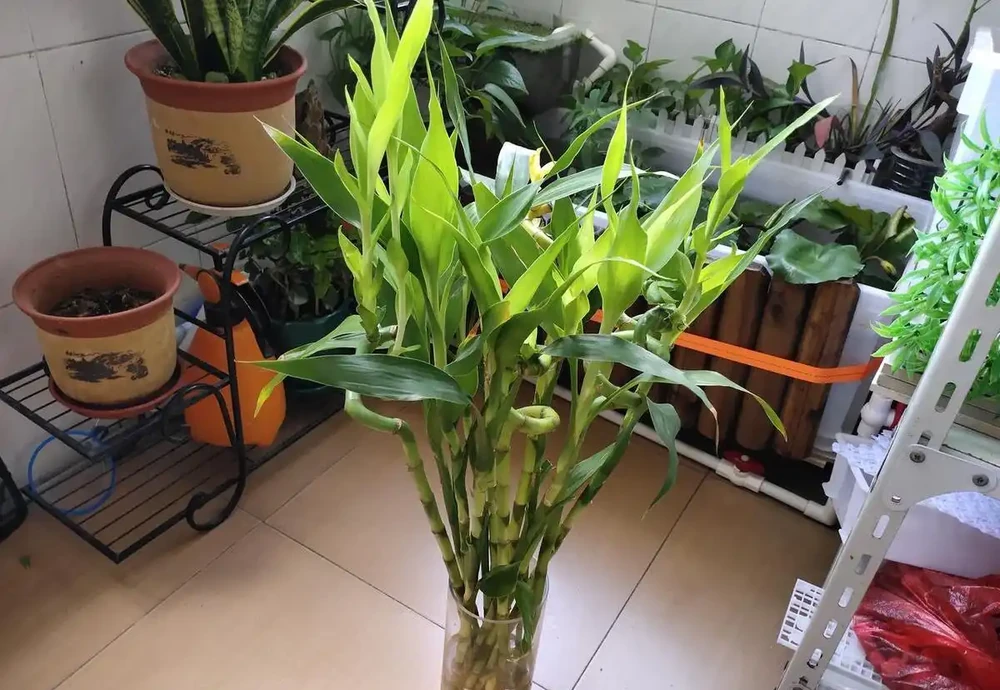 10種「喜陰花」,不能「曬大太陽」,曬一盆蔫一盆!