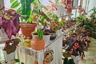 10種「喜陰花」，不能「曬大太陽」，曬一盆蔫一盆！