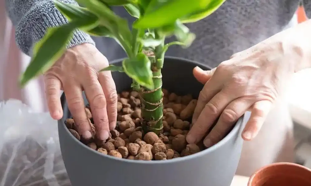 盆栽植物土面上要不要鋪面？用什麼東西作為鋪面石？