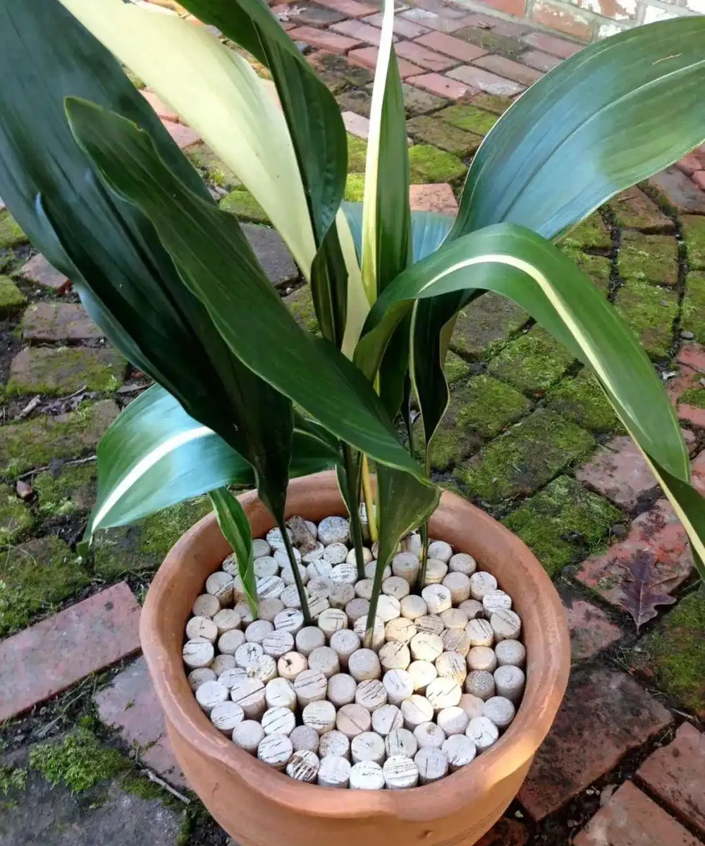 盆栽植物土面上要不要鋪面？用什麼東西作為鋪面石？