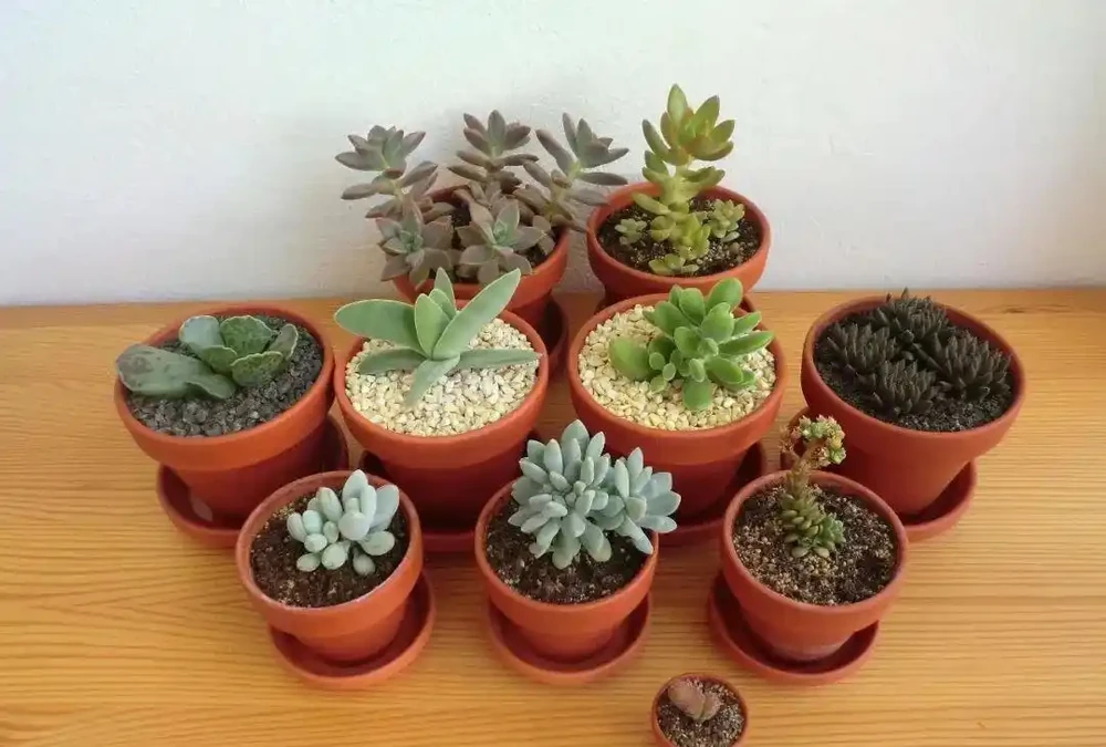 盆栽植物土面上要不要鋪面？用什麼東西作為鋪面石？