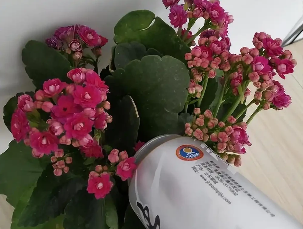 如何讓植物長得更繁茂，葉子更綠油油？澆點它，不到一週就滿盆