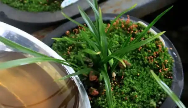 如何讓植物長得更繁茂，葉子更綠油油？澆點它，不到一週就滿盆