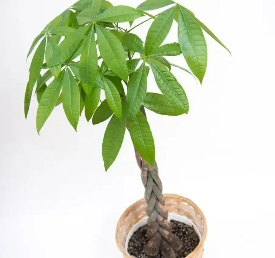 發財樹乾枯萎縮如何補救