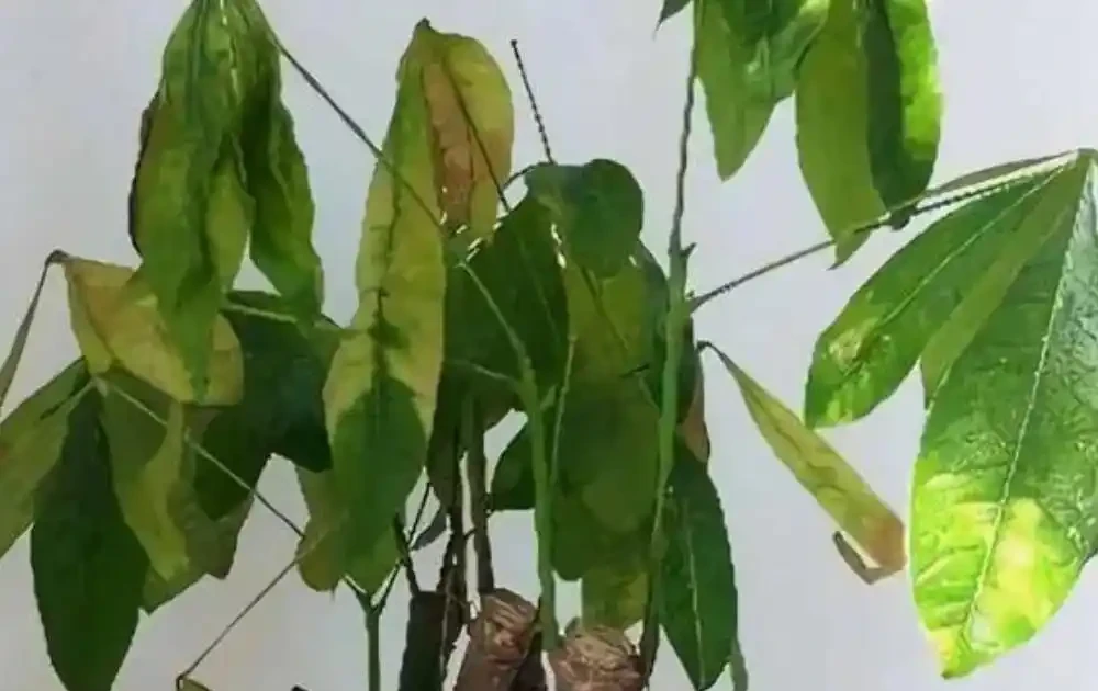 發財樹乾枯萎縮如何補救