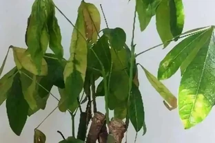 發財樹乾枯萎縮如何補救