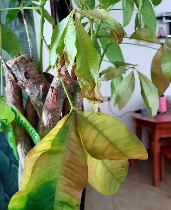 發財樹葉子發黃脫落？別慌，小蕾來幫你找出「元兇」！