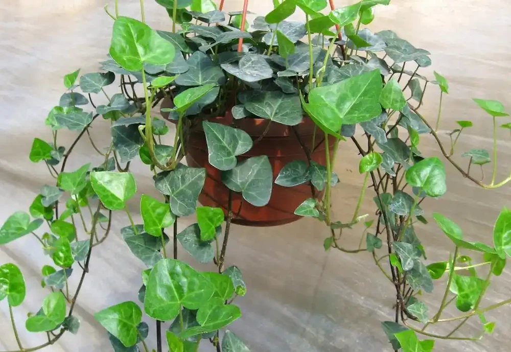 臥室:最適合擺放的十種花卉
