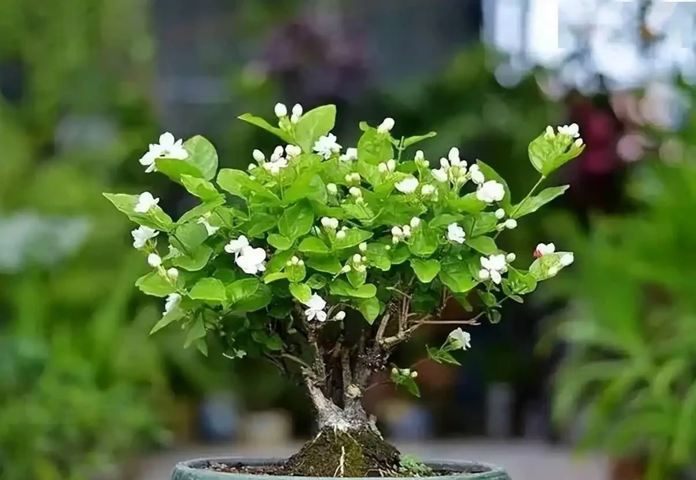 臥室:最適合擺放的十種花卉