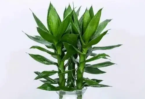 臥室:最適合擺放的十種花卉