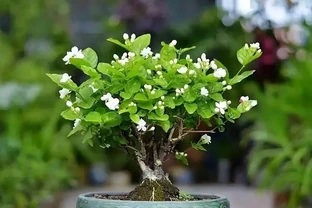 臥室：最適合擺放的十種花卉