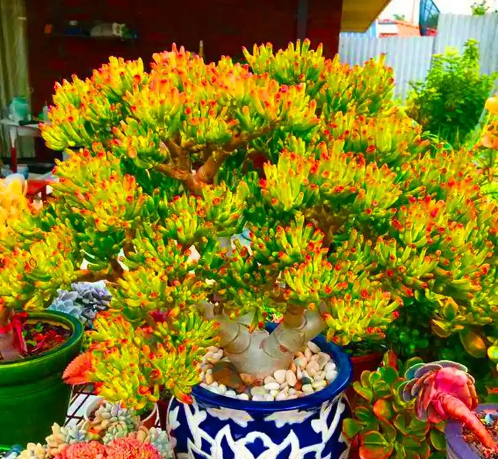 「陽臺栽3花,不愁沒錢花」,3種「吸財花」,趕緊養一盆
