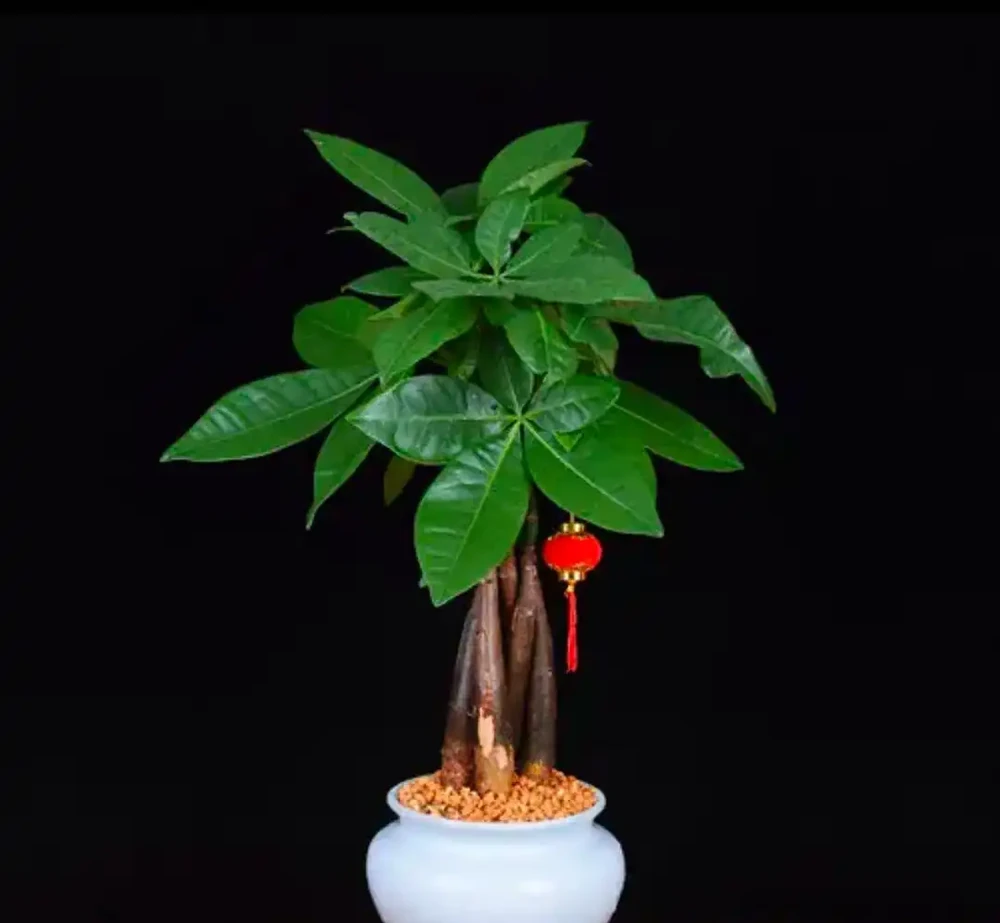 「陽臺栽3花,不愁沒錢花」,3種「吸財花」,趕緊養一盆