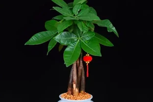 「陽臺栽3花，不愁沒錢花」，3種「吸財花」，趕緊養一盆