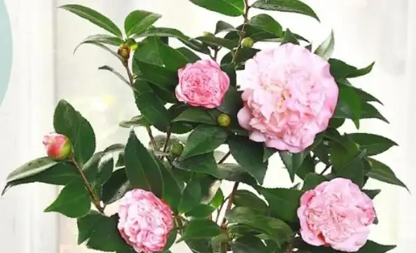 茶花總養不好?看完這篇從配土到養護攻略,就懂了