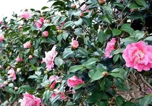 茶花總養不好?看完這篇從配土到養護攻略,就懂了