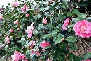 茶花總養不好？看完這篇從配土到養護攻略，就懂了