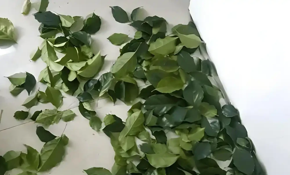 幸福樹掉葉子的原因及對策