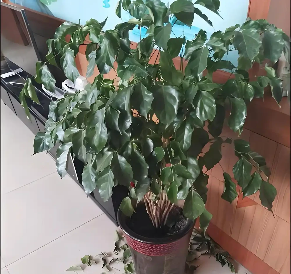 幸福樹掉葉子的原因及對策