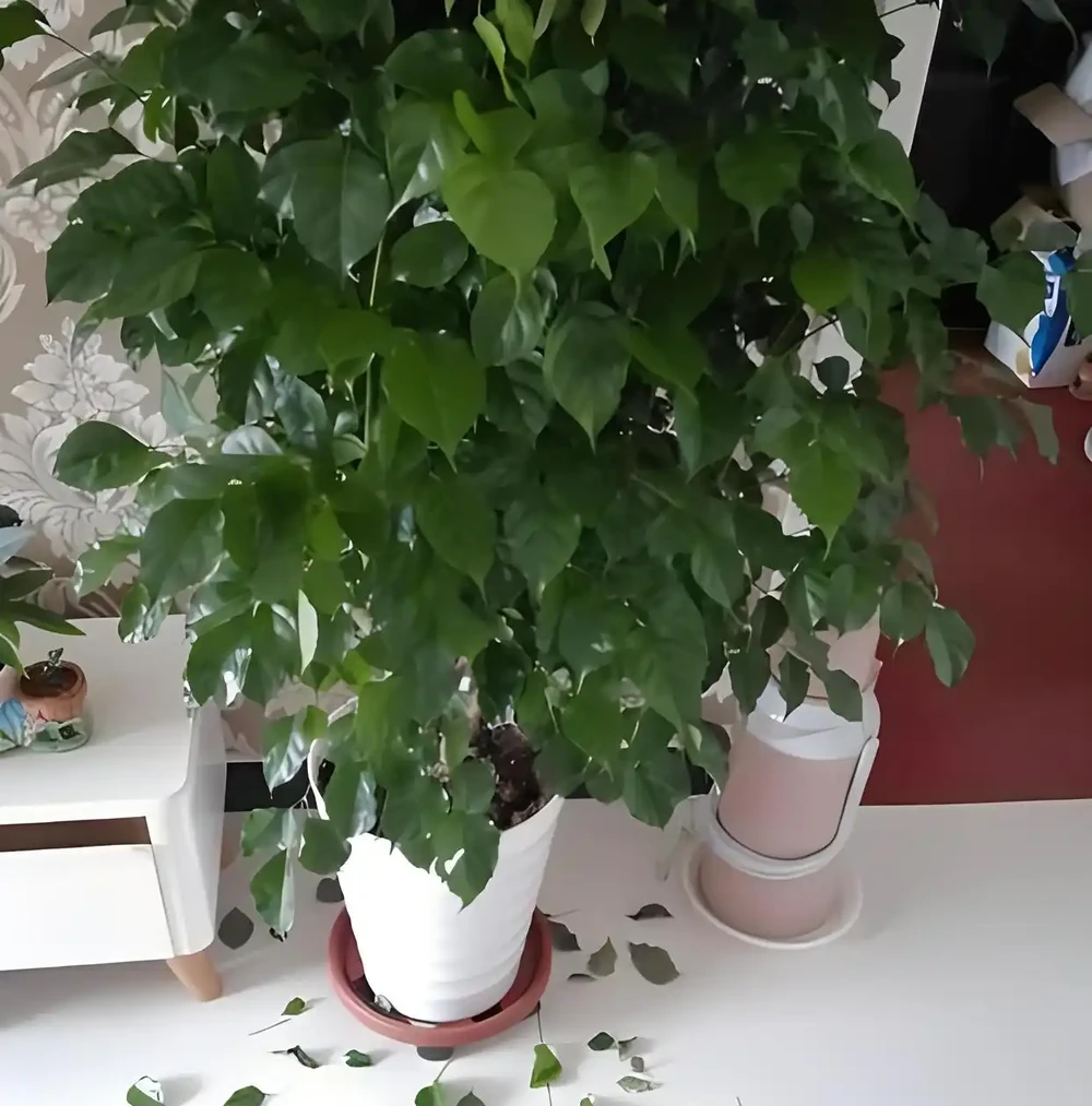 幸福樹掉葉子的原因及對策