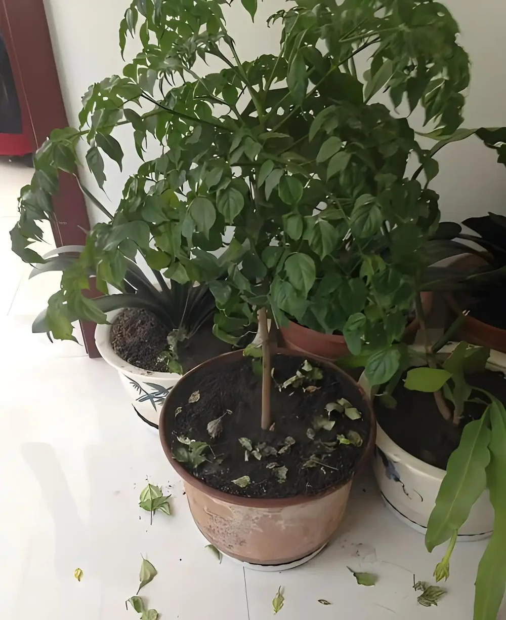 幸福樹掉葉子的原因及對策