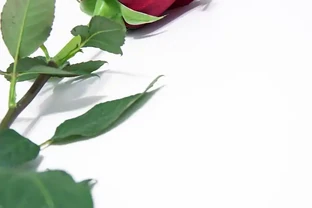 玫瑰花枝插活小技巧：輕鬆繁育美麗玫瑰