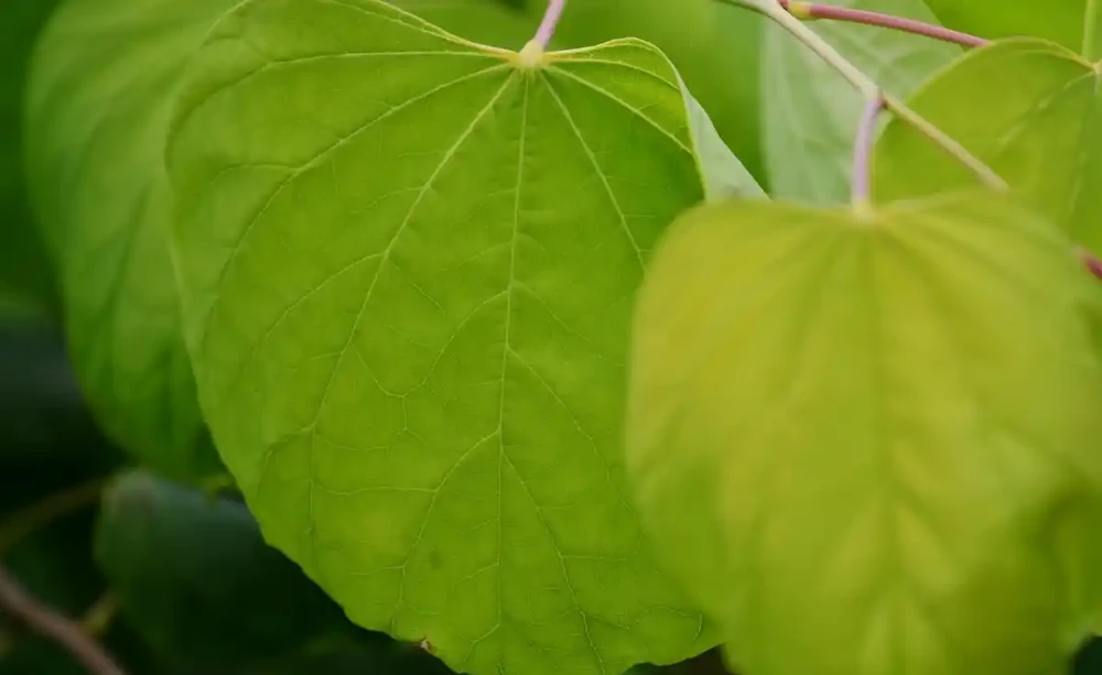 樹葉乾枯不再是謎：解讀植物健康的隱形殺手