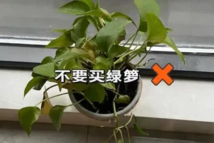 黃金葛有「毒」嗎？聽專業人士說完，我把它悄悄搬出了「臥室」