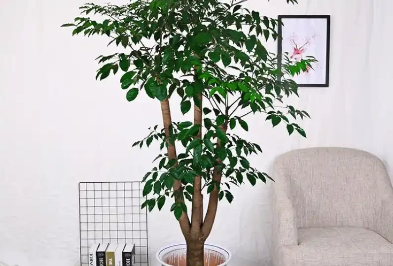 客廳有樹，十有九富！10種吉祥樹，為了好兆頭也要養一盆！