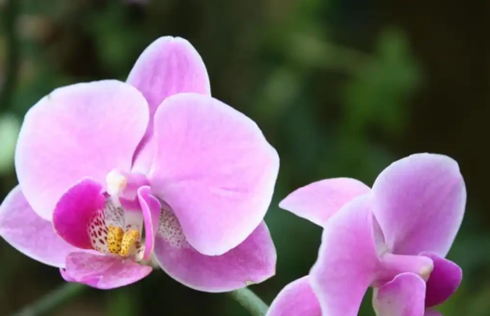 9種「坑人花」,好看「難養活」,花市到處見,想買要謹慎