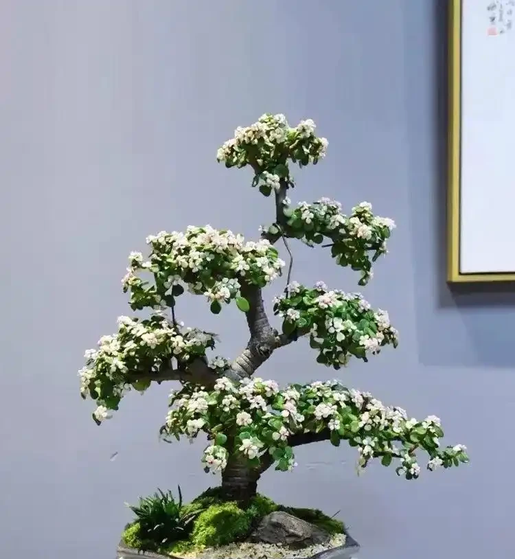 最牛的「營養液」不是果皮水，而是這3種，用一次，黃葉變綠葉