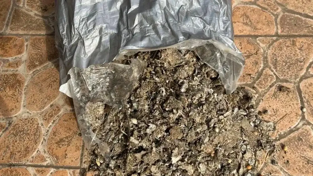 最牛的「營養液」不是果皮水，而是這3種，用一次，黃葉變綠葉