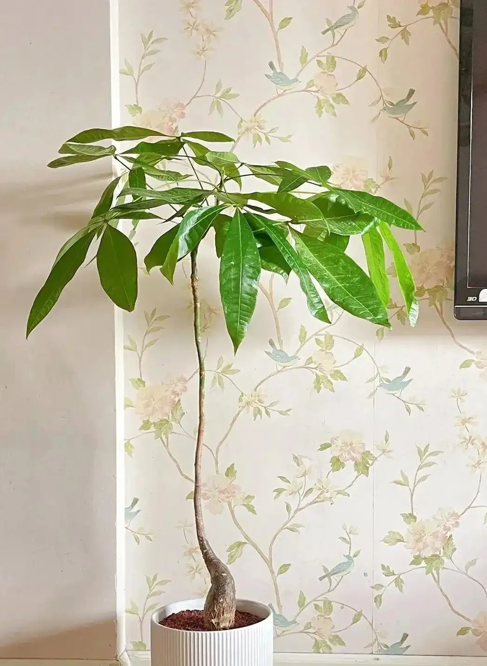 最牛的「營養液」不是果皮水，而是這3種，用一次，黃葉變綠葉