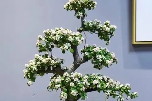 最牛的「營養液」不是果皮水，而是這3種，用一次，黃葉變綠葉