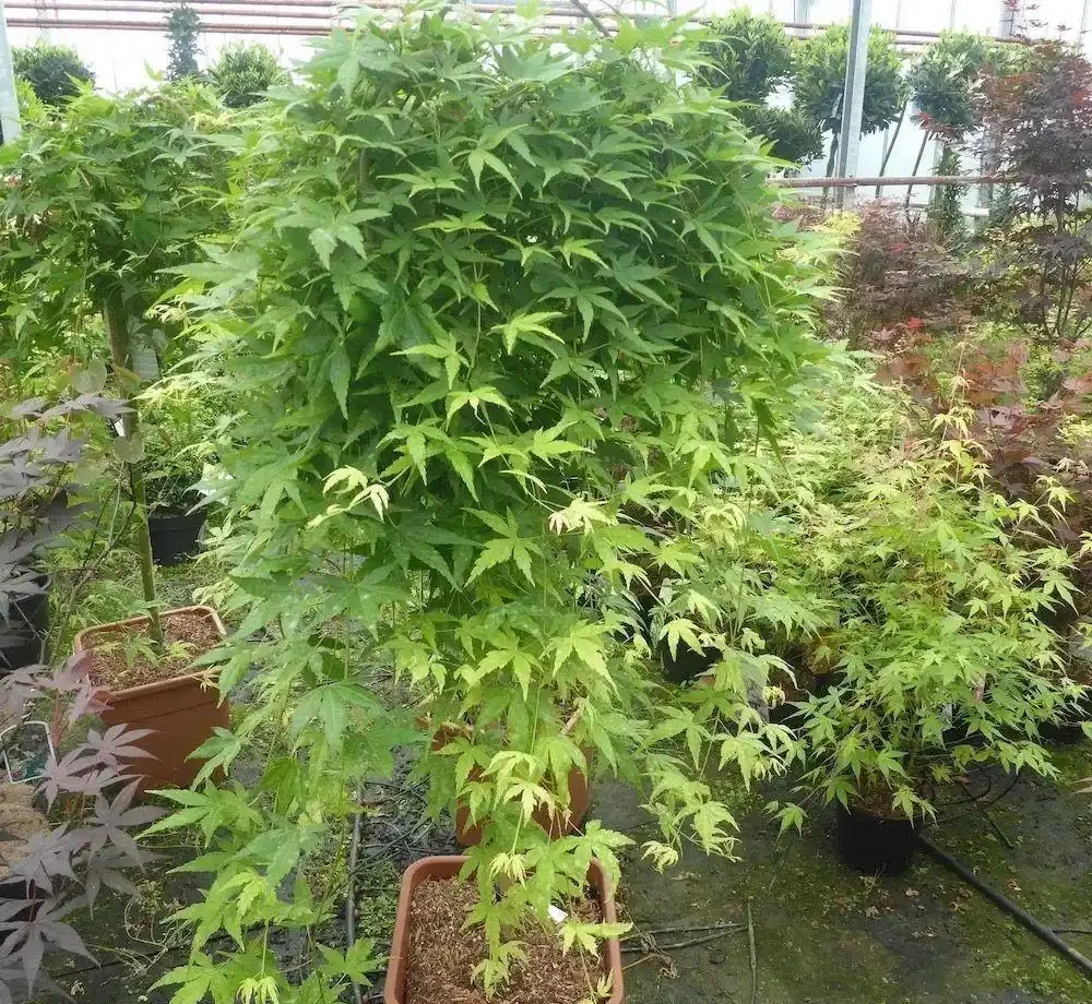 楓樹上盆和養護指南,品種怎麼選,焦葉如何解決?