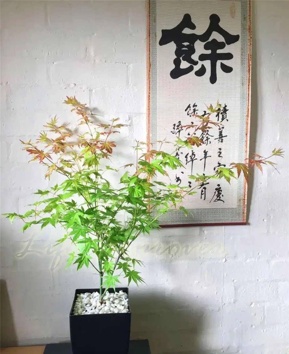 楓樹上盆和養護指南,品種怎麼選,焦葉如何解決?